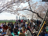Hanami Party - Networking Party