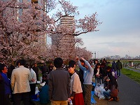 Hanami Party - Networking Party